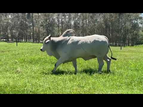 TOURO NELORE - YANCY FIV DA GUARITA - GUA A2136