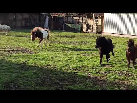 Ponei jucăuși - coregrafie