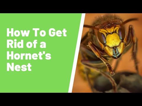 Hornet Nest Removal: How To Get Rid Of Hornets