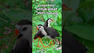 Download lagu SUARA PIKAT RUAK RUAK AMPUH #youtubeshorts #videoshorts #birdsounds mp3