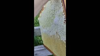 пчелы инженеры 😎#dobrosot
