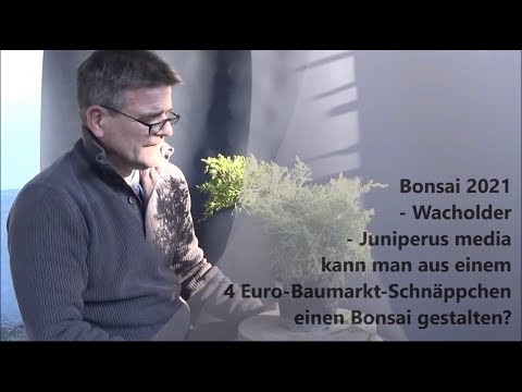 Bonsai 2021-2 - Wacholder - vom 4-Euro-Schnäppchen zum Bonsai-Anwärter - Bonsai für Anfänger