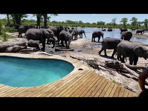 Lucky sighting of large herds of African elephants @ Hyena Pan, Khwai, Botswana