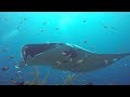 Indonesien 2017 - Manta Manta, MS Wellenreng, Indonesien