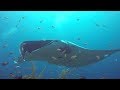 Indonesien 2017 - Manta Manta