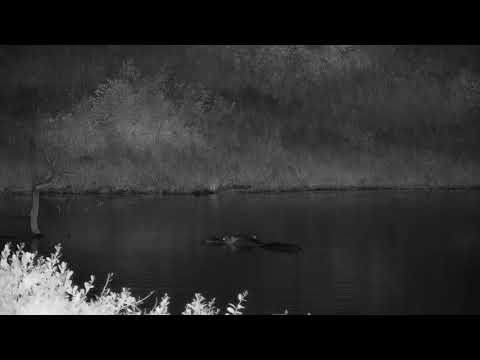 Djuma: Lone Hippo arrives - 20:50 - 02/12/2020