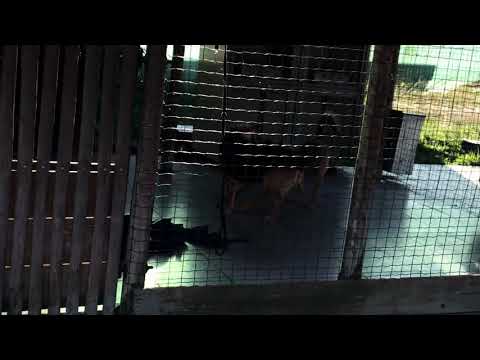 Vídeo de CLARINHA