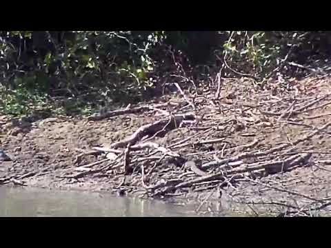Djuma: Water Monitor Lizard - 12:10 - 06/07/20