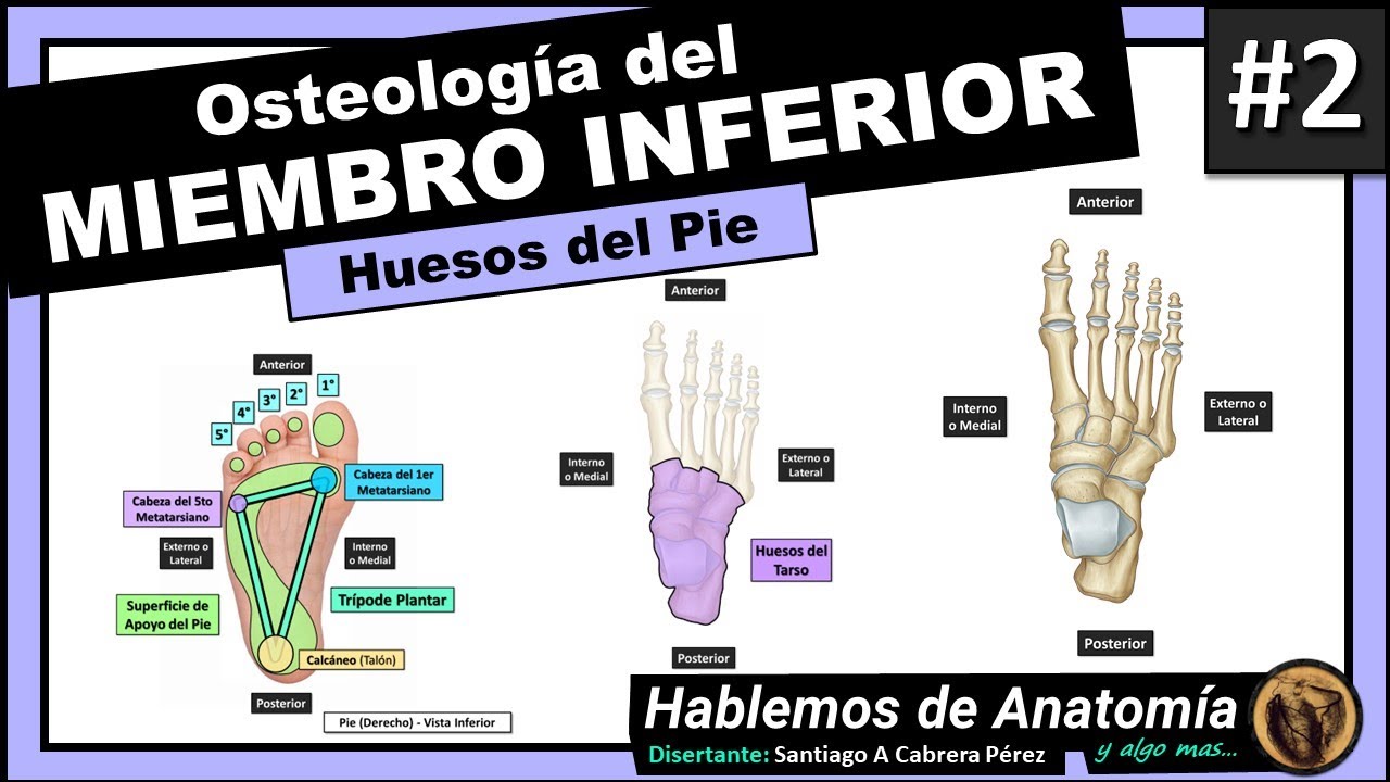 🔴👉OSTEOLOGIA DEL MIEMBRO INFERIOR  - HUESOS DEL PIE 🟪 ANATOMIA