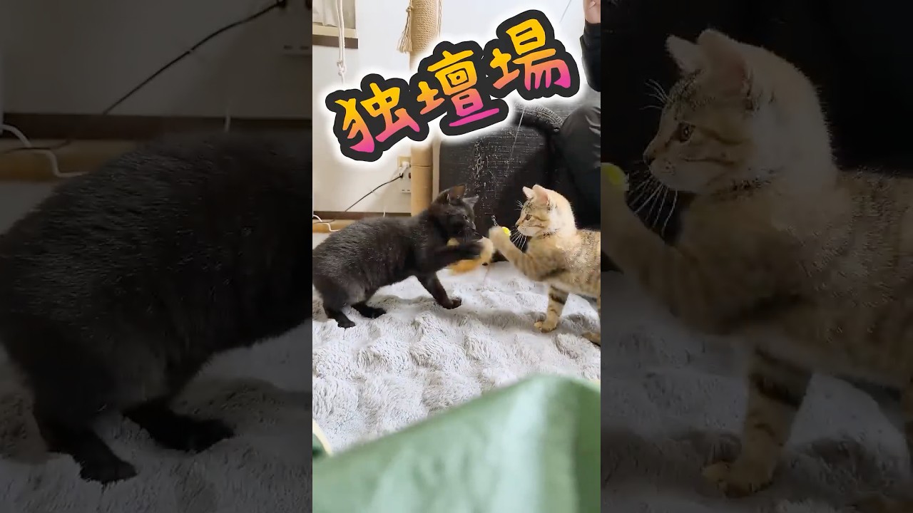 子猫の旅立ち！新しい家族とのご対面～ねこ愛がDIYから伝わるお家。先住たちも興味深々【保護猫生活】