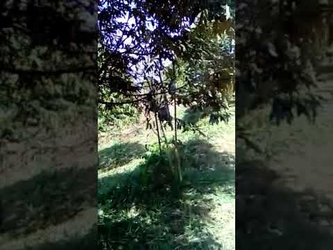 Musang king farm at sungai satan