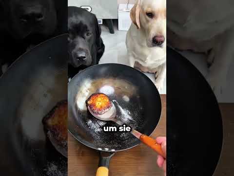 Dieser Hund Hat Seinem Besitzer Eine Lektion Erteilt 🐶❤️