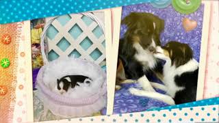 Video preview image #1 Miniature American Shepherd Puppy For Sale in PHOENIX, AZ, USA