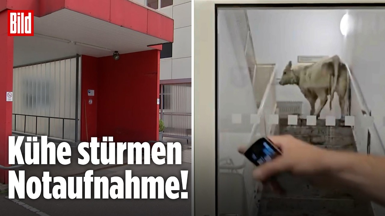 Alarm in Wolfhagen: Kühe in der Notaufnahme!