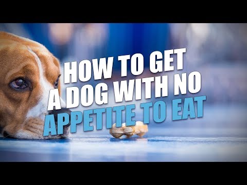 How to Get A Dog With No Appetite to Eat (A Simple Solution)