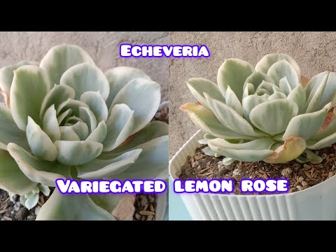 VARIEGATED LEMON ROSE|| SUCCULENT || LETS PUT TOPPINGS || LOWLAND AREA
