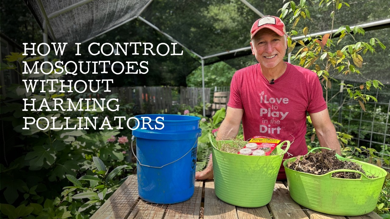How to Rid Your Yard of Mosquitoes without Harming Pollinators