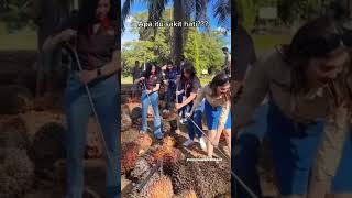 Download lagu cewek cantik kerja sawit #shortsvideo #sawit #kebun mp3