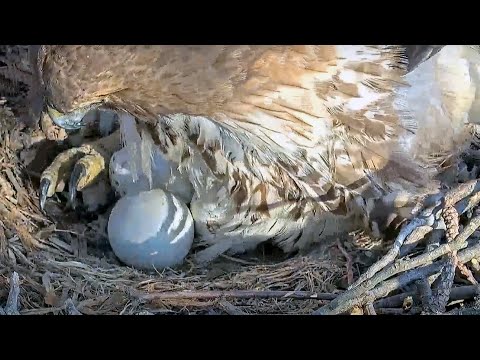 Hatching In-Progress During CornellHawks Nest Switchover | April 25, 2024