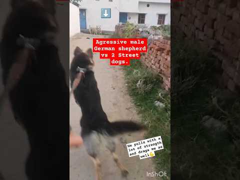 dog fighting || Street dogs vs German shepherd || #Tarjan #dog sound #dog videos #dogfight