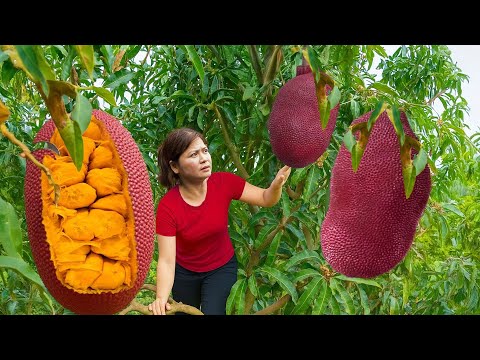 Life Countryside of Women: Harvesting GIANT Red Jackfruit Go to Market Sell & Cooking in Village