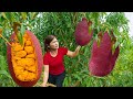 Life Countryside Of Women Harvesting GIANT Red Jackfruit Go To Market Sell Cooking In Village