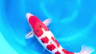 video van Sanke 2503015