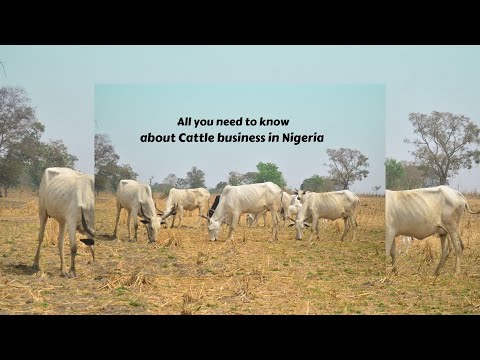 , title : 'How to start a cattle farming business in Nigeria ?'