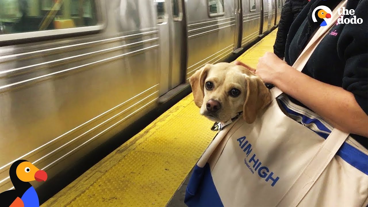 NYC Subway Dogs Brighten People's Days | The Dodo