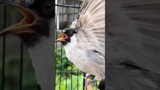 Download lagu Burung kutilang gacor memanggil teman mp3