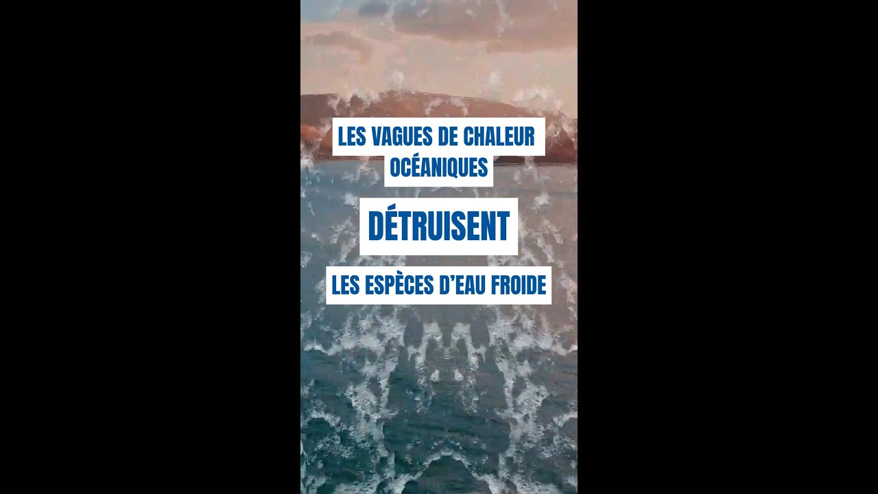 Les vagues de chaleur océaniques détruisent les espèces d'eau froide