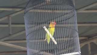 Download lagu SUARA BURUNG ; Love Bird kusumo di luar dan di dalam arena, semua mata tertuju padanya. mp3 Download lagu SUARA BURUNG ; Love Bird kusumo di luar dan di dalam arena, semua mata tertuju padanya. mp3