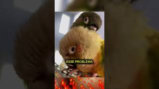 TUBO DE PENA? #curioso #incrível #interessante #shorts #educacional #curiosidades #animais #papagaio