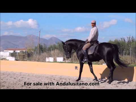 Zorzal black PRE stallion