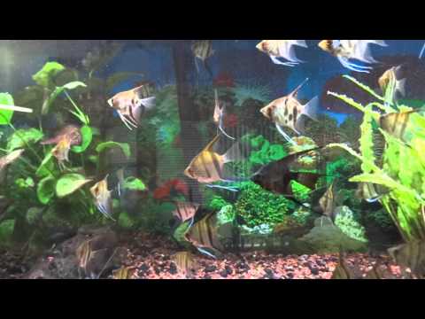 Watch Video on YouTube