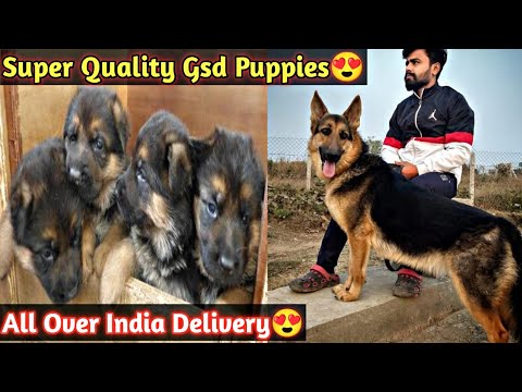 Super Quality German Shepherd Puppies In Nagpur😍 | Aniruddha Alone