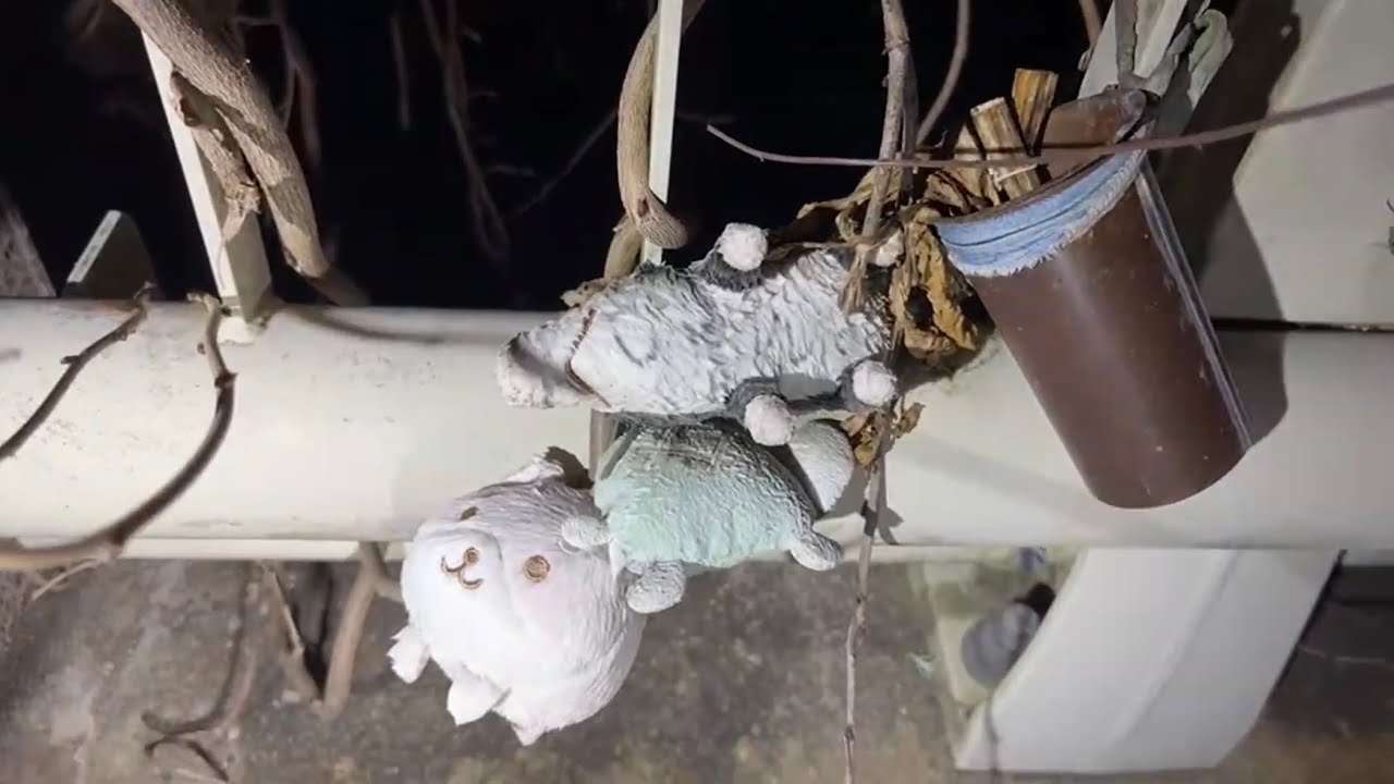 超怖スポット『要石大橋』からライブ配信！