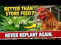 Better Than Store Feed Year Round Chicken Feed Never Replant Again