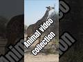 Reticulated giraffes, STRIPED HYENA, llama, Rheas birds #HYENA #trending #viralvideo #shortsvideo