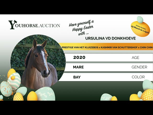 Ursulina vd Donkhoeve flatwork & first jumps under the saddle