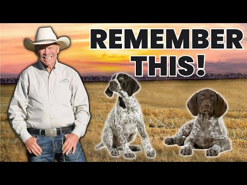 HOW TO Raise a Puppy - MOST IMPORTANT Stage of Their Life