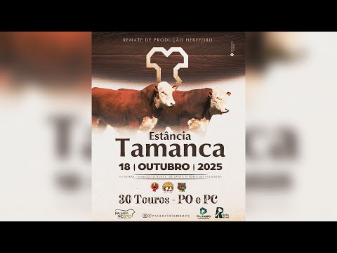 Remate de Produção Hereford Estância TAMANCA 18/10/2025  20H - TV EL Campo