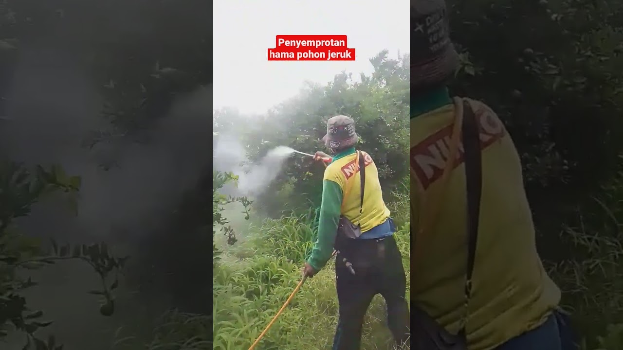 penyemprotan pestisida pada pokok jeruk