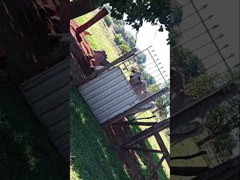 Cachoeira alta Goias 🙏🏻