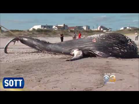 SOTT video sažetak zemaljskih promjena - rujan 2016.: Ekstremno vrijeme, meteorske vatrene kugle