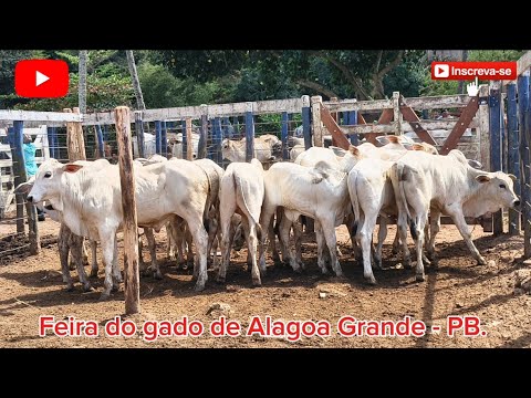 FEIRA DO GADO DE ALAGOA GRANDE - PB A TERRA DE JAKSON DO PANDEIRO. ✅12/09/2026✅