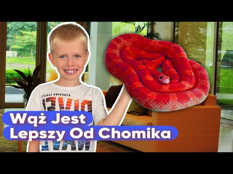 CORN SNAKE - FOR BEGINNERS‼️