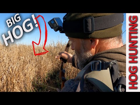 Traditional Bow Hunting Hogs - Marsh Madness Pt. 2