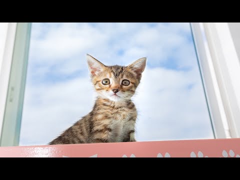 Webinar 3: Keeping Kittens Healthy