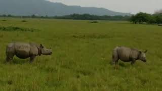 preview picture of video 'Pobitora Wildlife Sanctuary | One Horned Rhino'